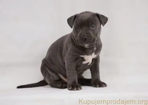 Exotic pit bull stenci na prodaju - 4/5