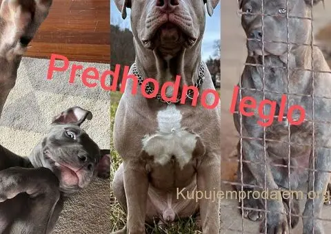 Exotic pit bull stenci na prodaju - 5/5