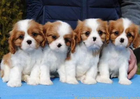 Dostupni štenci Cavalier King Charles spanijela