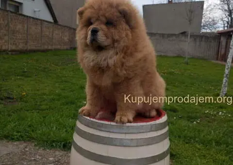 Na prodaju stene Chow Chow prelepog izgleda - 1/6