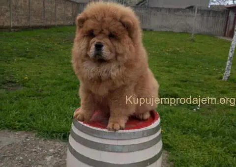 Na prodaju stene Chow Chow prelepog izgleda - 2/6