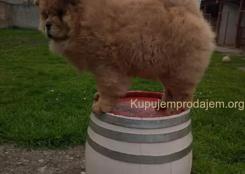 Na prodaju stene Chow Chow prelepog izgleda - 3/6