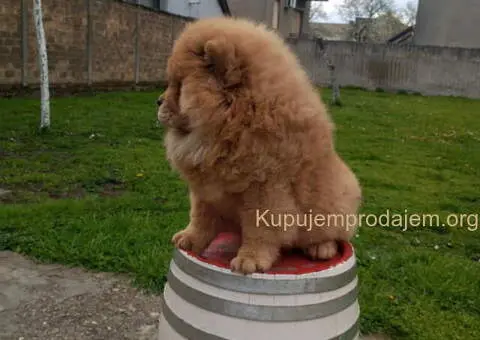 Na prodaju stene Chow Chow prelepog izgleda - 4/6