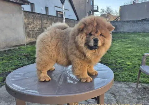 Na prodaju stene Chow Chow prelepog izgleda - 5/6