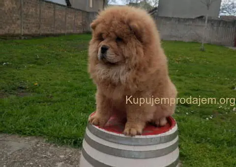 Na prodaju stene Chow Chow prelepog izgleda - 6/6