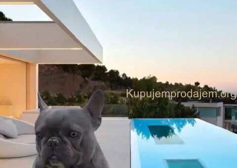 Parenje Blue Micro Extreme Gorilla ???? French Buldog-Kinez???????? - 1/7