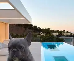 Parenje Blue Micro Extreme Gorilla ???? French Buldog-Kinez????????