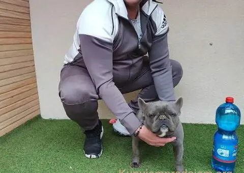 Parenje Blue Micro Extreme Gorilla ???? French Buldog-Kinez???????? - 2/7