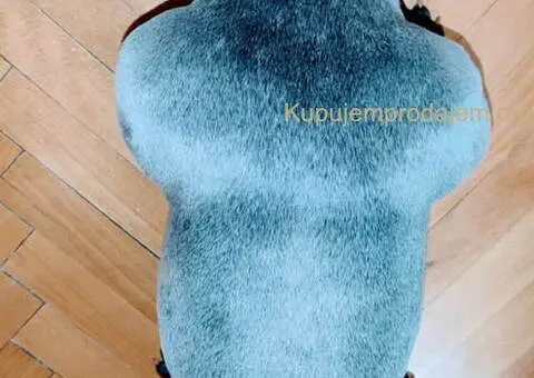 Parenje Blue Micro Extreme Gorilla ???? French Buldog-Kinez???????? - 3/7