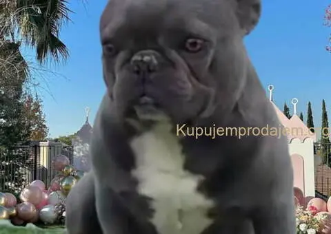 Parenje Blue Micro Extreme Gorilla ???? French Buldog-Kinez???????? - 4/7