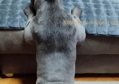 Parenje Blue Micro Extreme Gorilla ???? French Buldog-Kinez???????? - 5/7