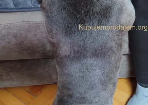 Parenje Blue Micro Extreme Gorilla ???? French Buldog-Kinez???????? - 6/7