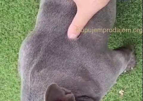 Parenje Blue Micro Extreme Gorilla ???? French Buldog-Kinez???????? - 7/7