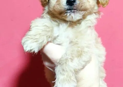 Maltipoo štenci - 1/3