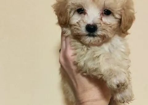 Maltipoo štenci - 2/3