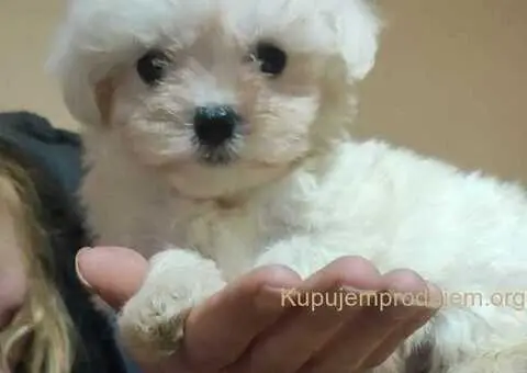 Maltipoo štenci - 3/3