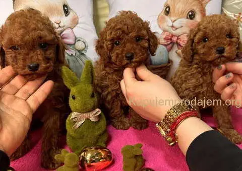 Crvene toy PUDLE - 1/10