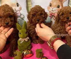 Crvene toy PUDLE