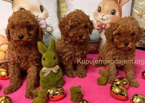 Crvene toy PUDLE - 2/10