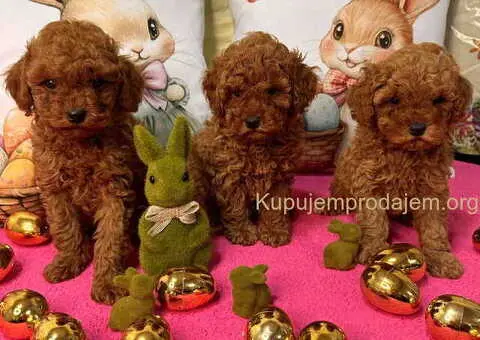 Crvene toy PUDLE - 3/10