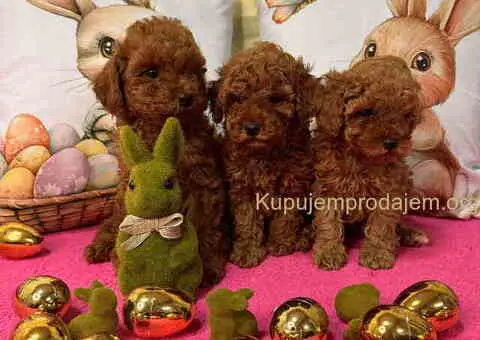 Crvene toy PUDLE - 4/10