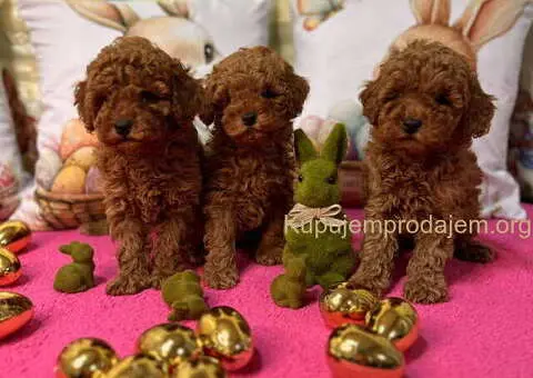 Crvene toy PUDLE - 5/10