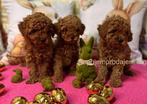 Crvene toy PUDLE - 6/10