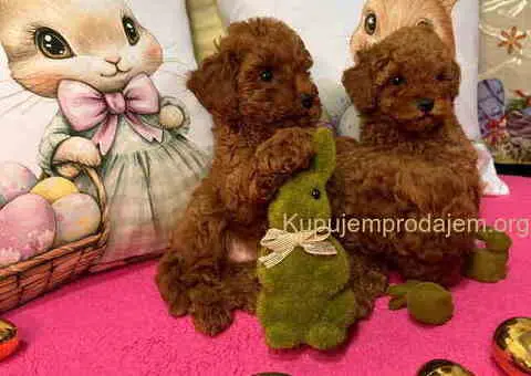 Crvene toy PUDLE - 7/10