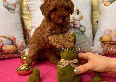 Crvene toy PUDLE - 8/10