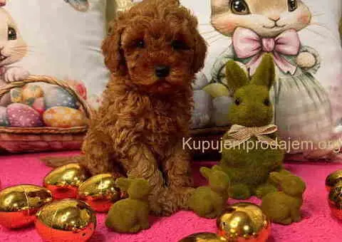 Crvene toy PUDLE - 9/10