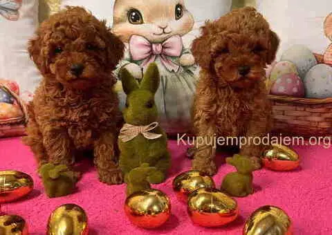 Crvene toy PUDLE - 10/10