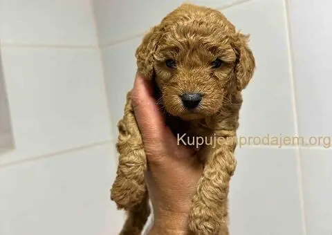 Mini Toy aprikot pudle - 1/4