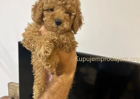 Mini Toy aprikot pudle - 2/4