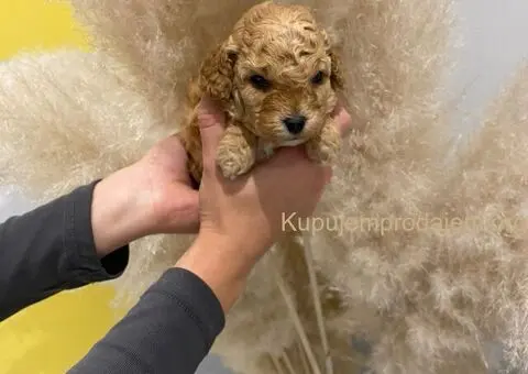 Mini Toy aprikot pudle - 3/4