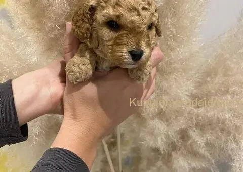 Mini Toy aprikot pudle - 4/4