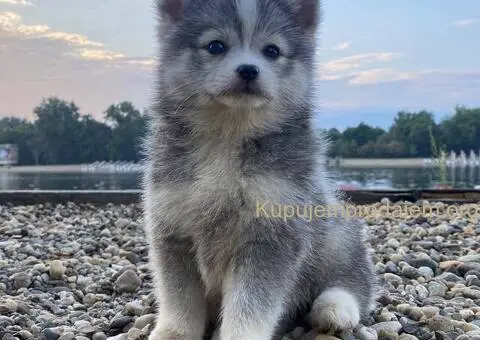 Pomsky- pomski, patuljasti i mini - 2/5