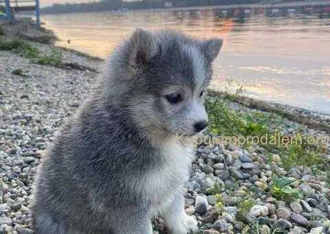 Pomsky- pomski, patuljasti i mini - 3/5