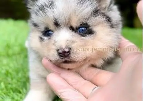 Pomsky- pomski, patuljasti i mini - 4/5