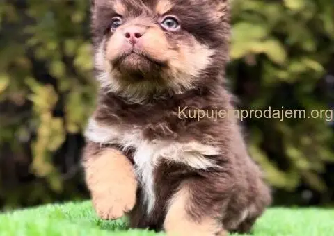 Francuski buldog hipoalergene dlake - 1/3