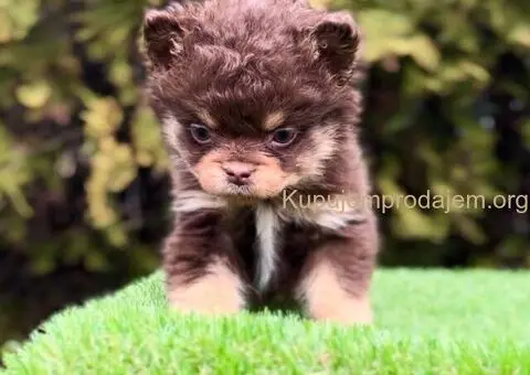 Francuski buldog hipoalergene dlake - 2/3