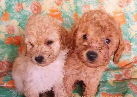 Francuske pudle vrhunskog porekla