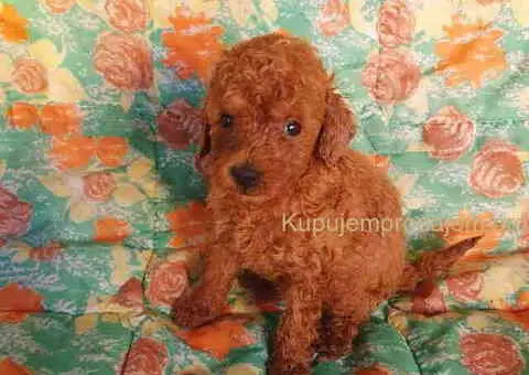 Francuske pudle vrhunskog porekla - 2/2