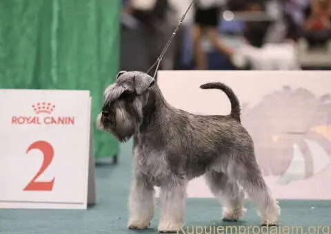 Patuljasti ŠNAUCERI biber so - 4/6