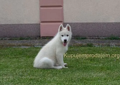 Sibirski Haski štenci - 1/5