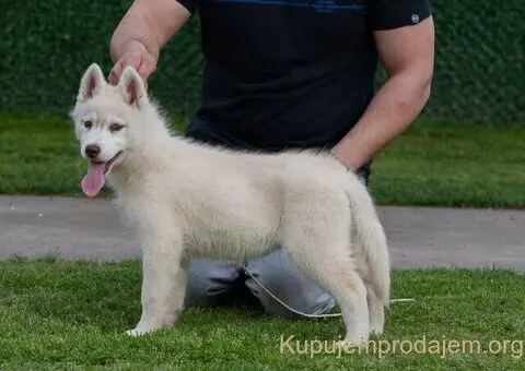 Sibirski Haski štenci - 3/5