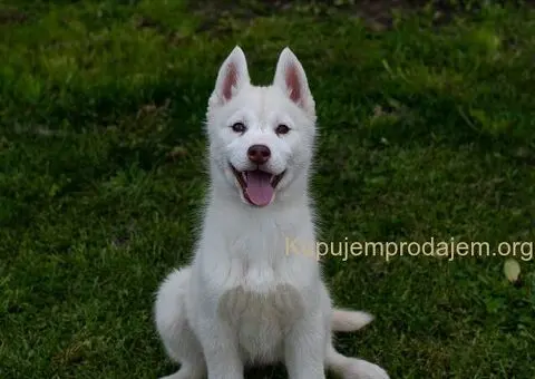 Sibirski Haski štenci - 4/5