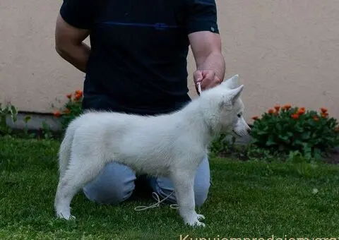 Sibirski Haski štenci - 5/5