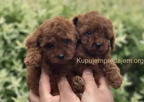 U ponudi red toy pudle, dostupna oba pola - 1/4