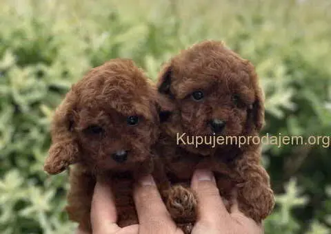 U ponudi red toy pudle, dostupna oba pola - 2/4