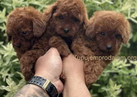 U ponudi red toy pudle, dostupna oba pola - 3/4